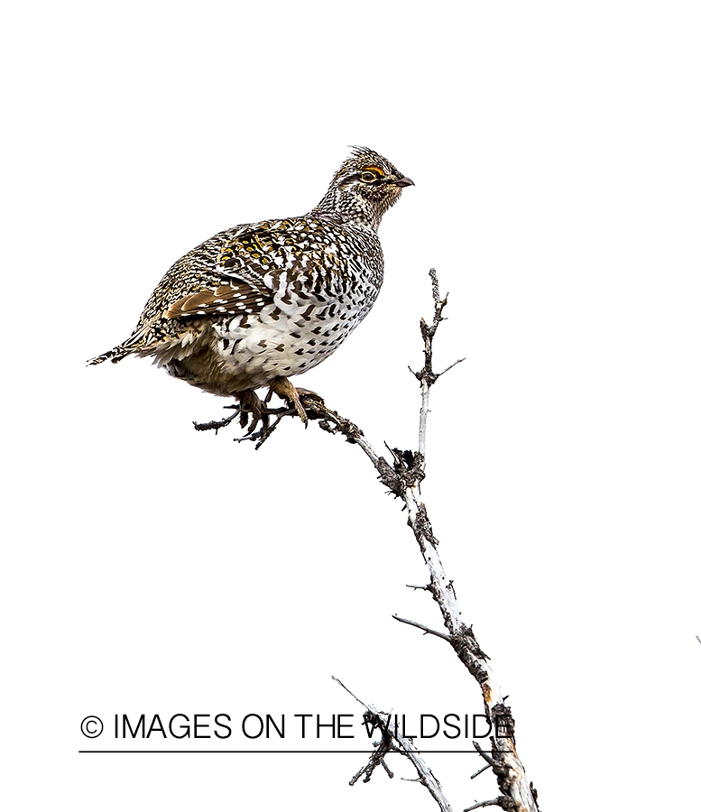 Sharp-tailed Grouse perched on branch.
