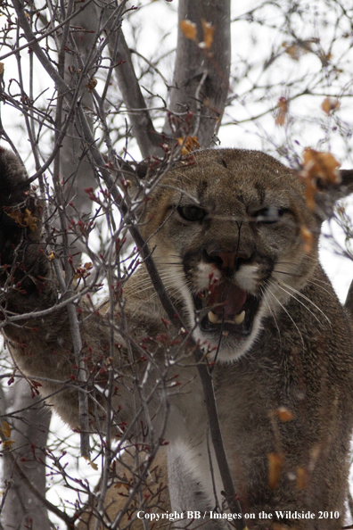 Mountain Lion