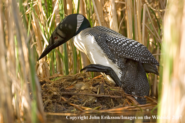 Loon on nest