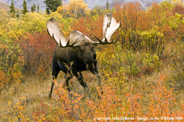 Bull Moose in Habitat