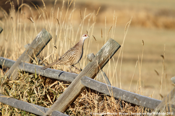 Hen pheasant on fence. 