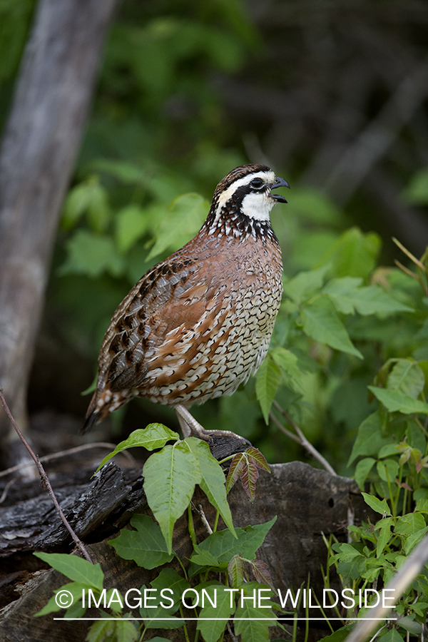 Bobwhite Quail calling.