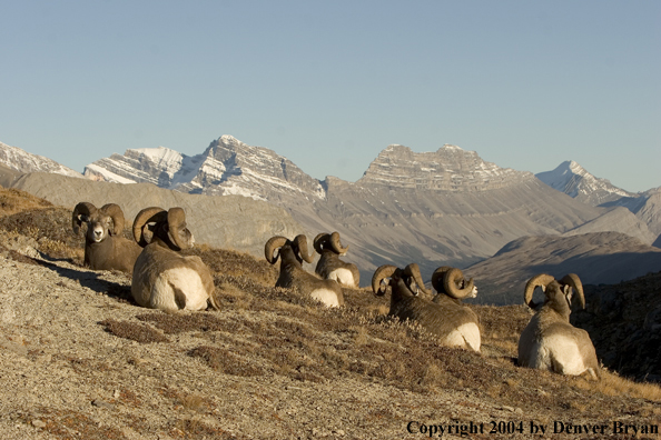 Herd of Rocky Mountain bighorn sheep (rams).
