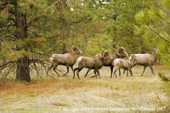Rocky Mountain Big Horn Sheep in habitat