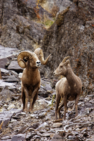 Rocky Mountain Big Horn Sheep