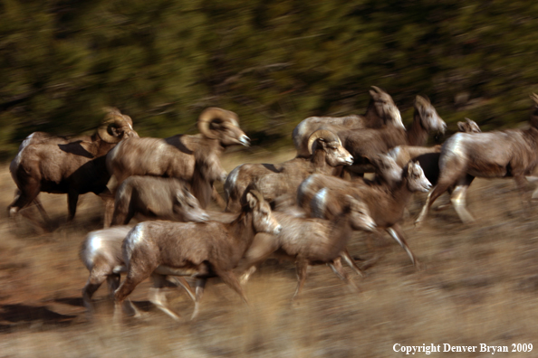 Rocky Mountain Bighorn Sheep