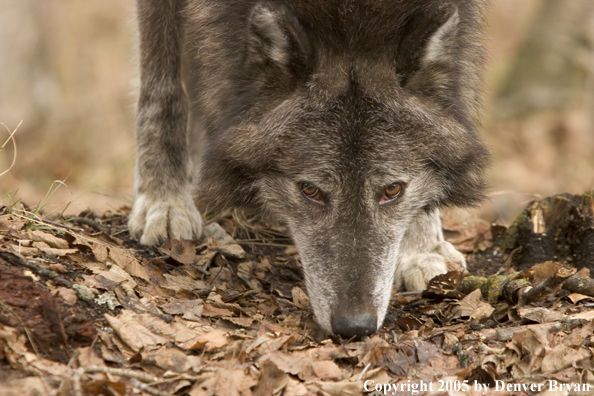 Gray wolf (black phase) in habitat.