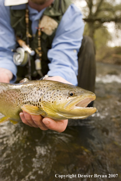 Close-up of nice brown trout.