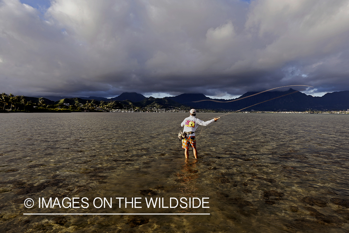 Saltwater flyfisherman fishing on flats, in Hawaii. 