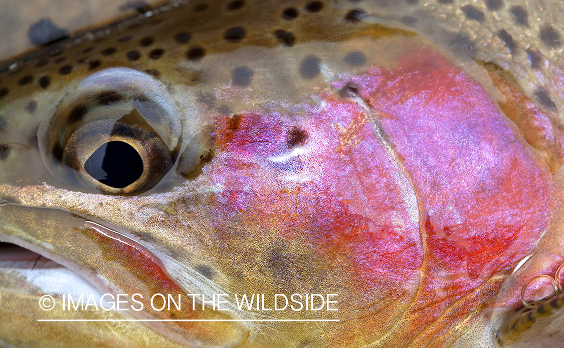 Closeup of Rainbow Trout.