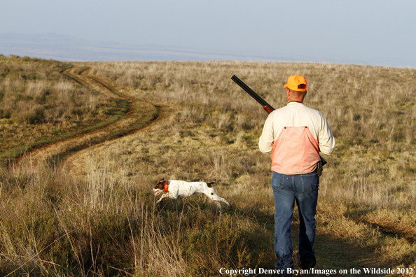 Upland game hunter with German shorthair. 