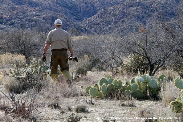 Upland game bird hunter hunting desert quail in Arizona.