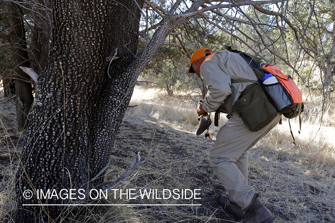 Mearns quail hunter in field.