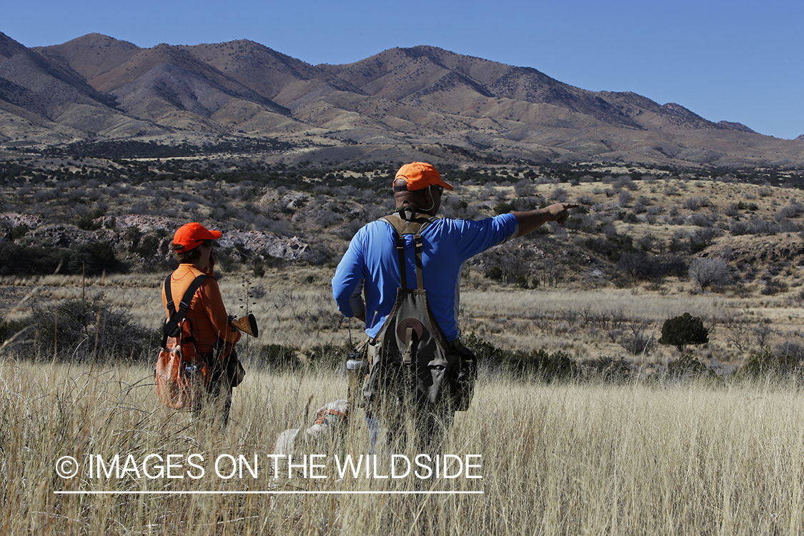 Upland game bird hunters with dogs in field.