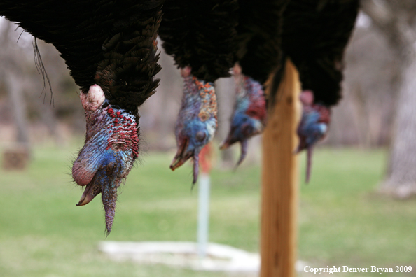 Bagged Merriam's turkeys