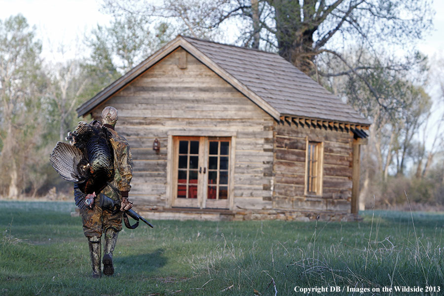 Turkey hunter in field with bagged turkey.