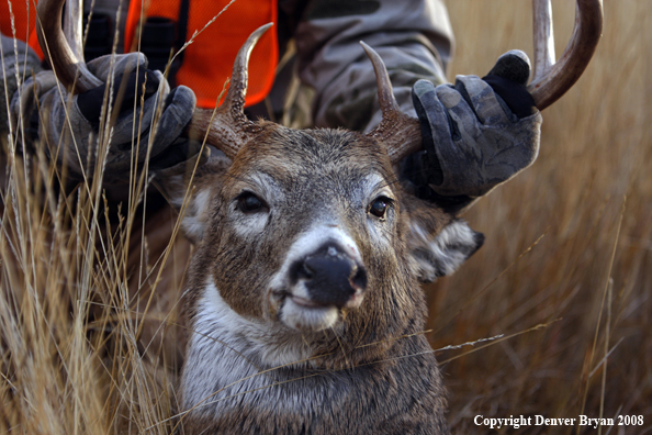 Hunter with Whitetail Deer