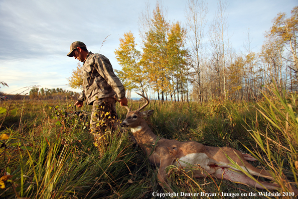 Bowhunter dragging downed white-tailed buck.