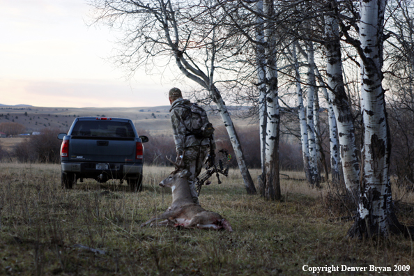 Bowhunter with bagged whitetail buck.