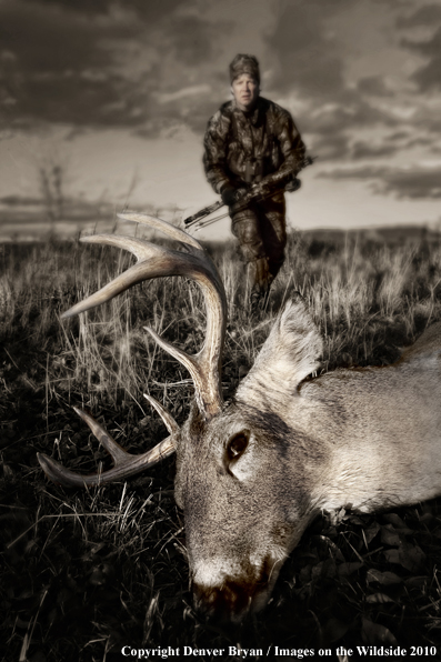 Bowhunter approaching whitetail buck kill. (Original image # 11049-017.50D)
