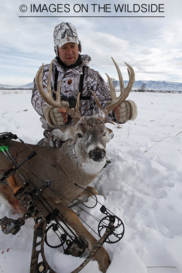 Bowhunter with bagged white-tailed deer.