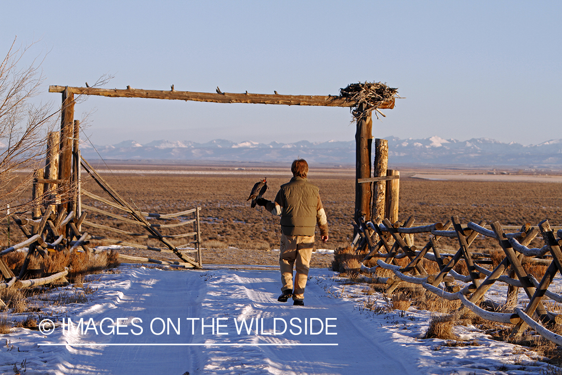 Falconer in field with gyr falcon.