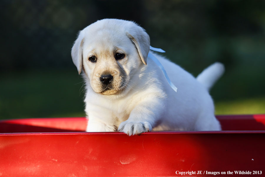 Yellow labrador retriever puppy.