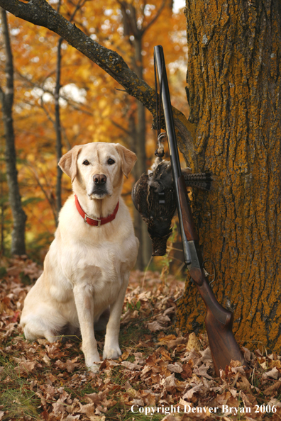Yellow Labrador Retriever with bagged grouse and gun in woods