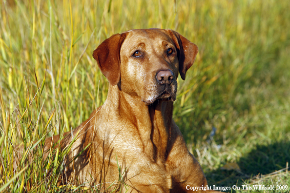 Yellow Labrador Retriever
