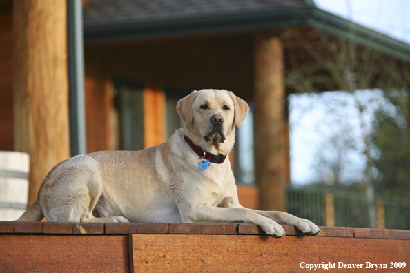 Yellow Labrador Retriever on deck