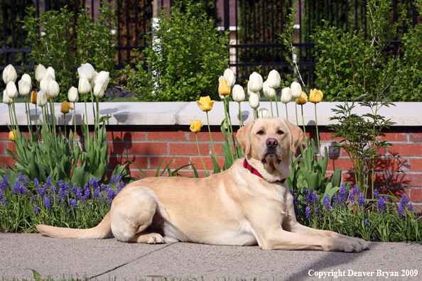 Yellow Labrador Retriever by flowers