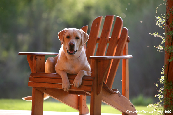 Yellow Labrador Retriever in chair
