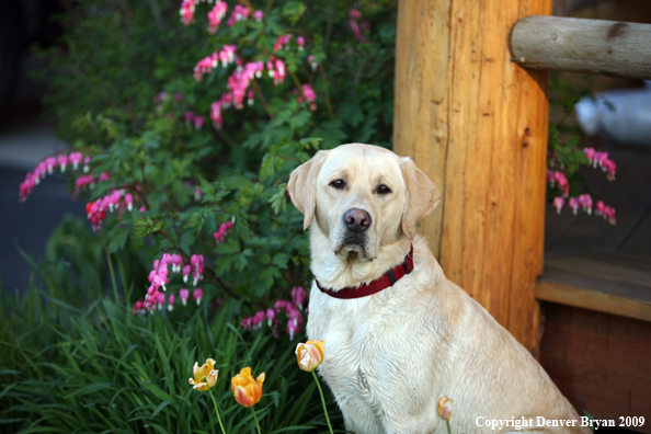 Yellow Labrador Retriever by flowers
