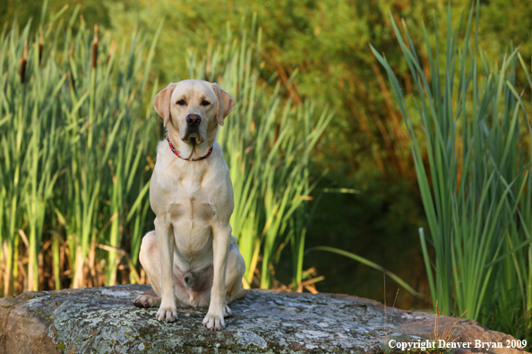 Yellow Labrador Retriever on rock