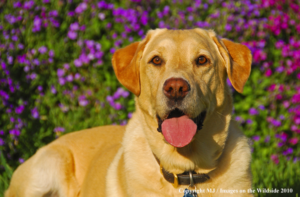 Yellow Labrador Retriever