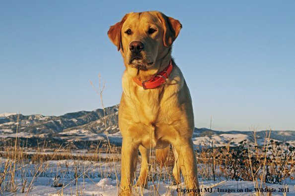 Yellow Labrador Retriever in winter