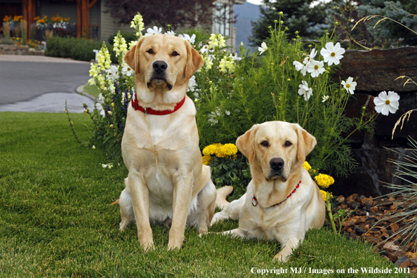 Yellow Labrador Retrievers.