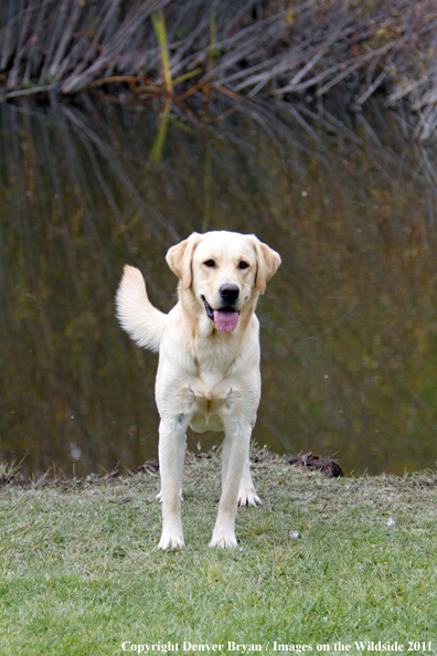 Yellow Labrador Retriever.