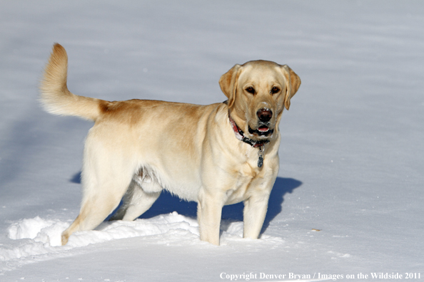 Yellow Labrador Retriever in snow. 