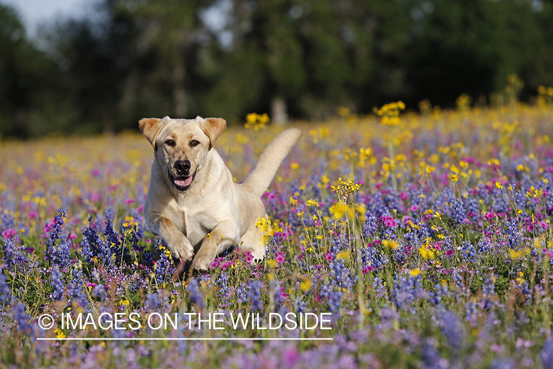 Yellow labrador retriever in field of wildflowers.