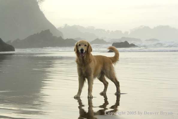 Golden Retriever on ocean beach.