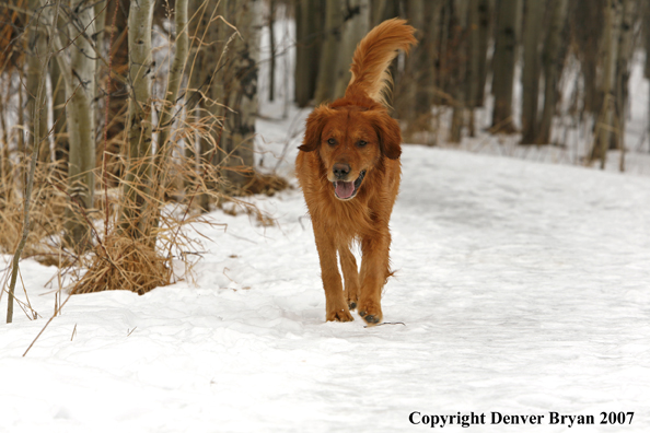 Golden Retriever in the snow.