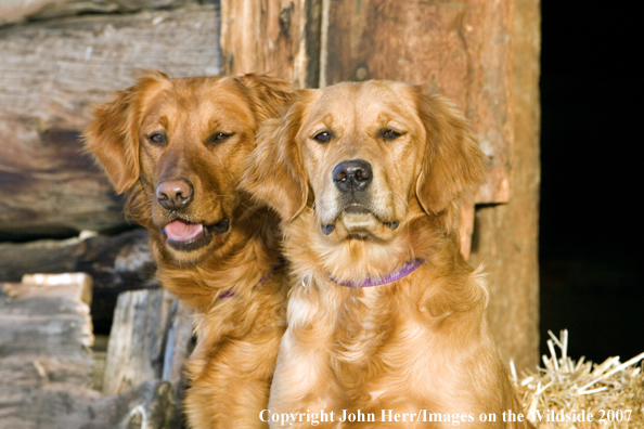 Golden Retrievers