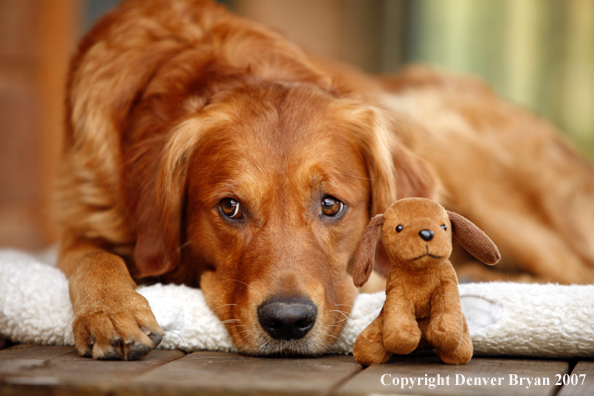 Golden Retriever on porch with toy