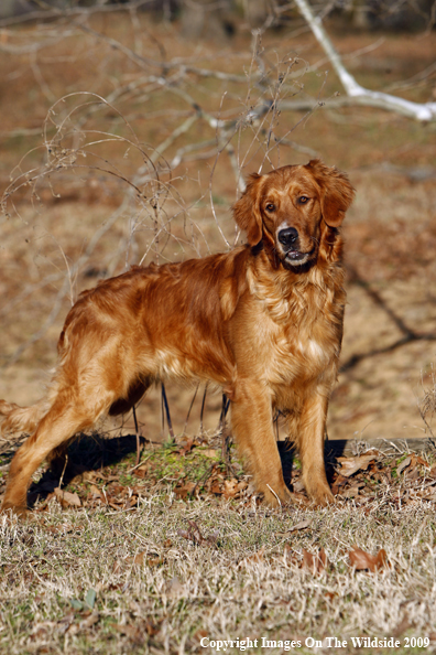 Golden Retriever