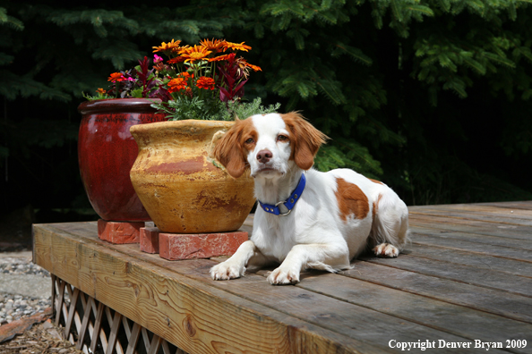 Brittany Spaniel in yard