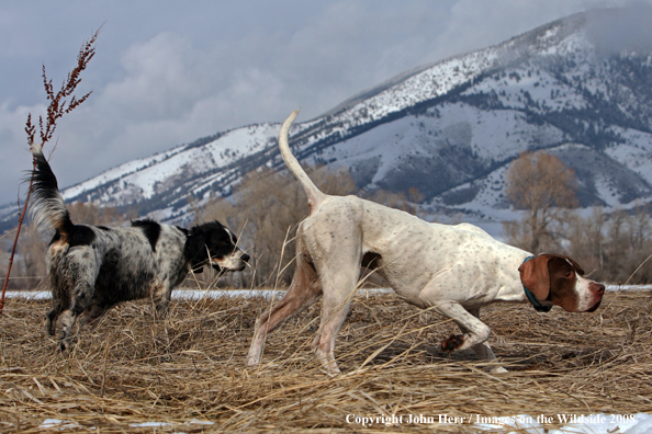 English Pointer and Setter in field