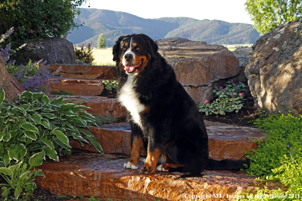 Bernese Mountain Dog. 