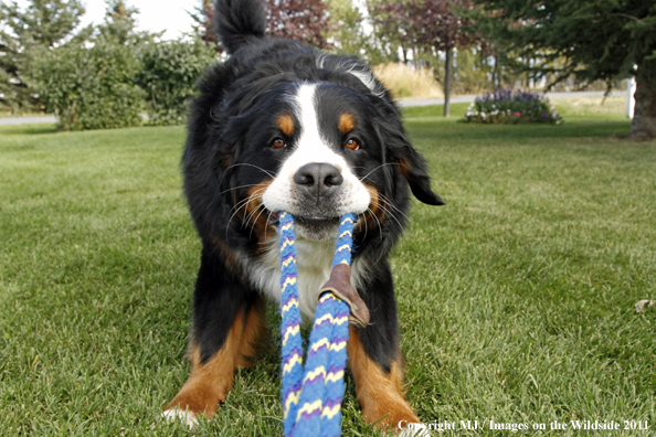 Bernese Mountain Dog.