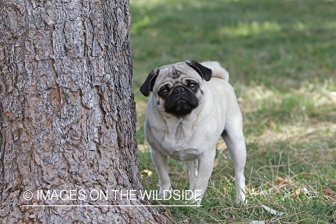 Pug next to tree.